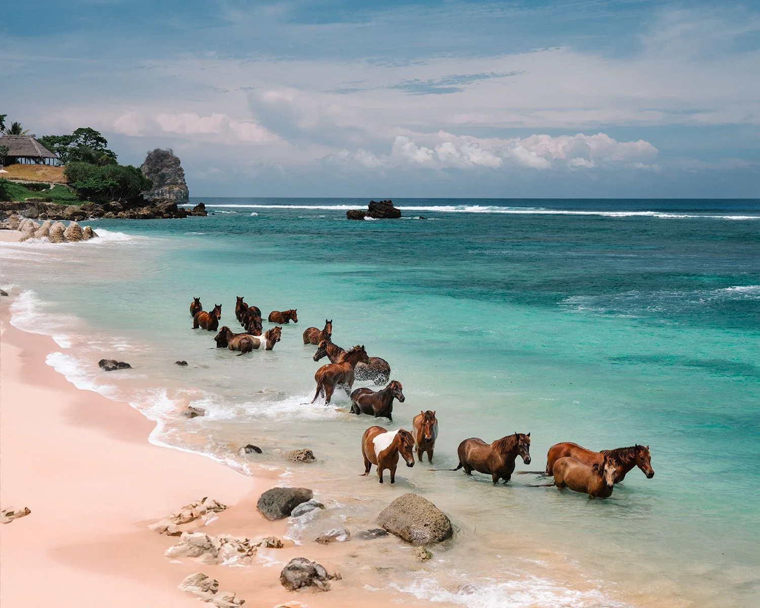 Wild horses wading through the shallows of a pink sand beach