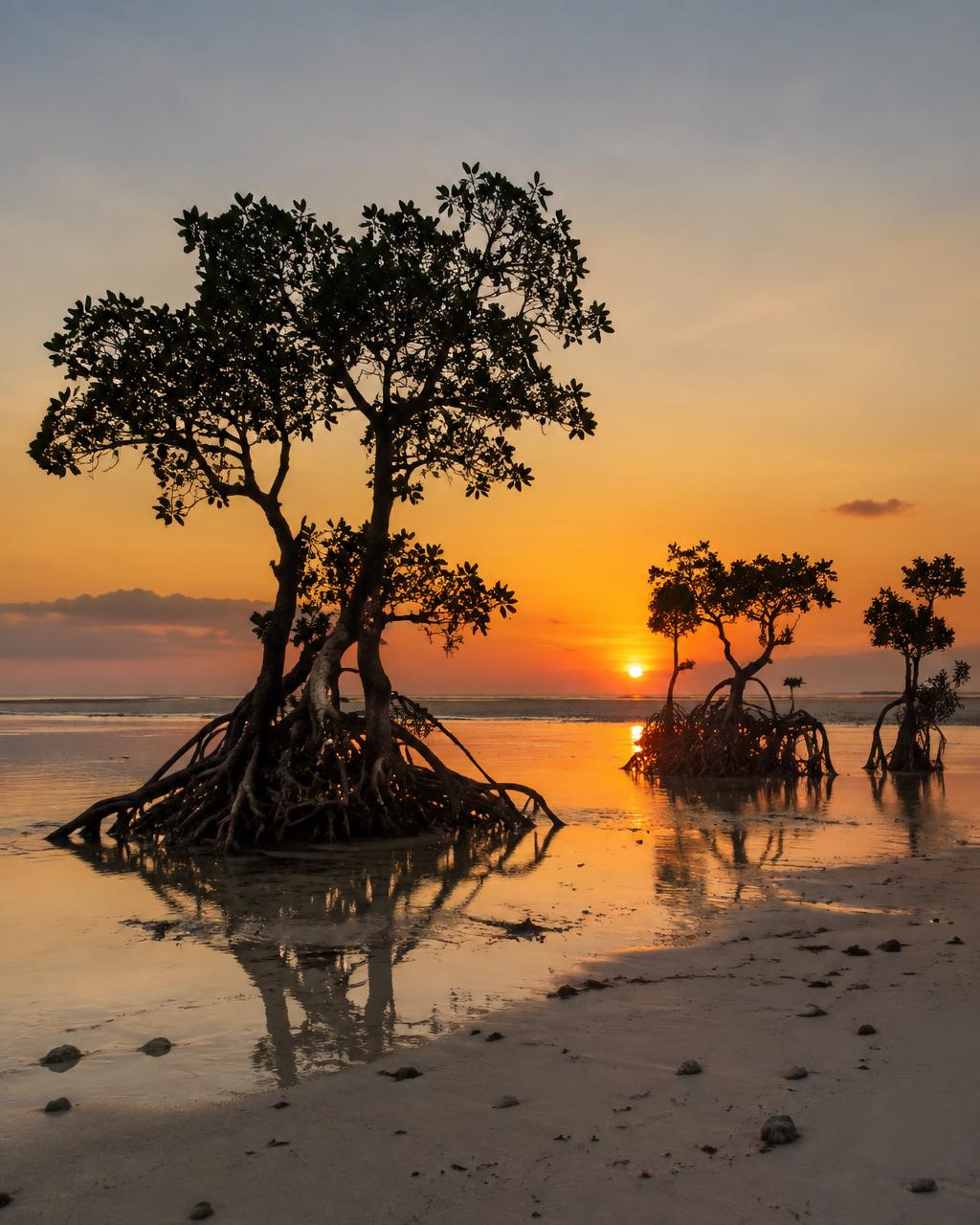 Mangroves on Walakiri beach at sunset
